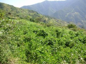 上北村自然村 上北村自然村