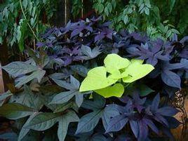 觀賞甘薯 觀賞甘薯