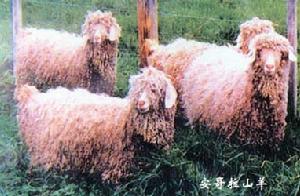 安哥拉山羊