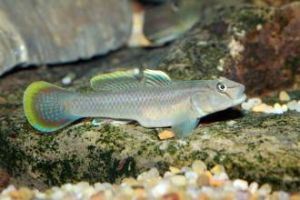 恆春吻鰕虎魚 恆春吻鰕虎魚