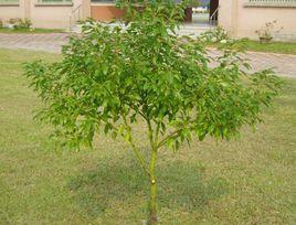 長柄含笑 長柄含笑