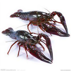 日本龍蝦 日本龍蝦