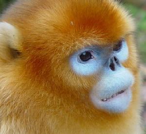 黔金絲猴