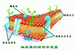 細胞膜結構示意圖