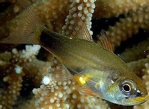 珍珠天竺鯛 珍珠天竺鯛