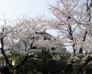 （圖）武漢大學櫻花