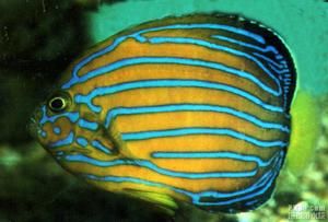 多棘刺尻魚 多棘刺尻魚