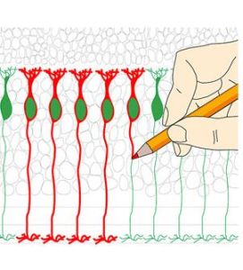 操縱基因 操縱基因