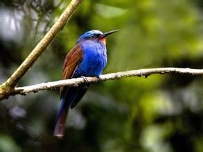 藍頭蜂虎 藍頭蜂虎