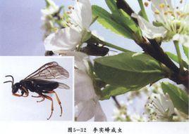 李實蜂 李實蜂