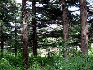 秦嶺冷杉 秦嶺冷杉