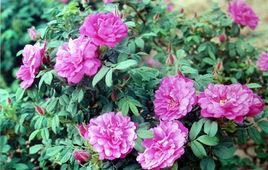 豐花玫瑰 豐花玫瑰