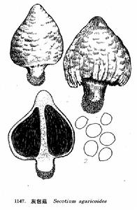 灰包菇科 灰包菇科