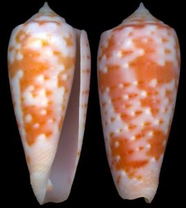 帝汶芋螺 帝汶芋螺