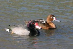 粉嘴潛鴨 粉嘴潛鴨