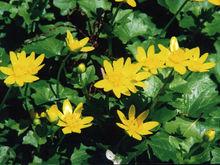 虎掌草葉[虎掌草葉]