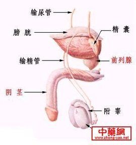 尿道球腺