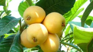 原生態枇杷採摘園