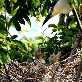 阜陽臨泉戴橋鷺鳥濕地公園 阜陽臨泉戴橋鷺鳥濕地公園