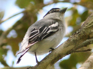 單色厚嘴霸鶲 單色厚嘴霸鶲