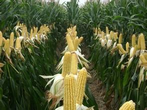 中科11號 中科11號