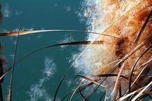 東方香蒲（群體與特寫）