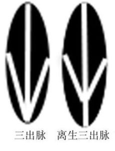 三出脈 三出脈