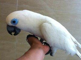 藍眼巴丹鸚鵡 藍眼巴丹鸚鵡