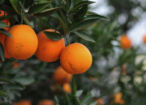 金堂廣柑 金堂廣柑