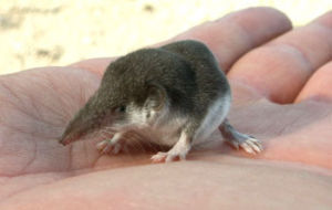 鼩鼴亞科 鼩鼴亞科