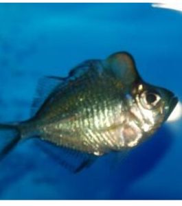 焰色裸玻璃魚 焰色裸玻璃魚