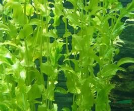 叢生大葉藻 叢生大葉藻