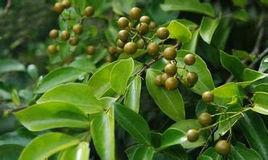 雲南馬錢 雲南馬錢