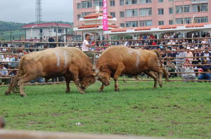 延邊黃牛 延邊黃牛