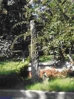 達園筍石 達園筍石