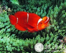 紅雙帶小丑 紅雙帶小丑