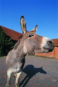 驢唇仙人 驢唇仙人