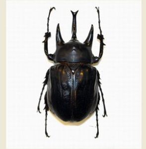 亞克提恩大兜蟲 亞克提恩大兜蟲