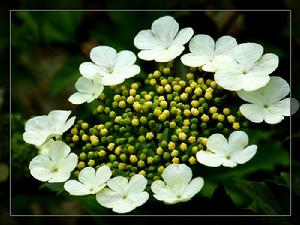 天目瓊花 天目瓊花