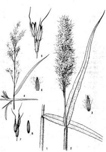 絨毛大油芒 絨毛大油芒