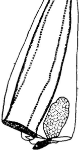 微脊淺室水母 微脊淺室水母