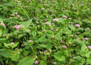 莽山繡球 莽山繡球