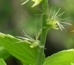 小葉牛膝 小葉牛膝