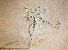 始祖鳥的羽毛顏色呈淺色，邊緣和端點呈黑色