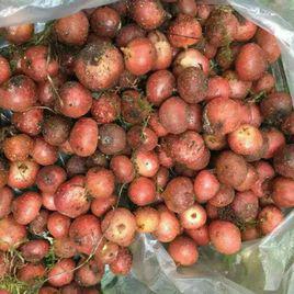 地枇杷[桑科植物]