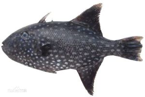 卵圓疣鱗魨 卵圓疣鱗魨