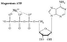 ATP 和鎂離子相互作用