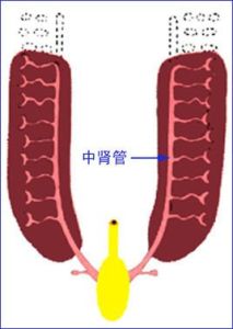 腎管
