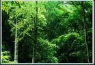 建甌萬木林保護區