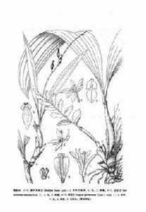 鑽絲溲疏 鑽絲溲疏